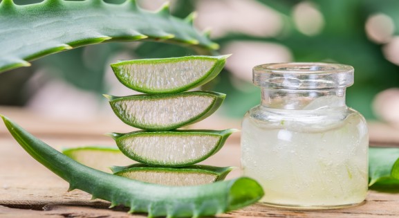 Aloe Vera Plant